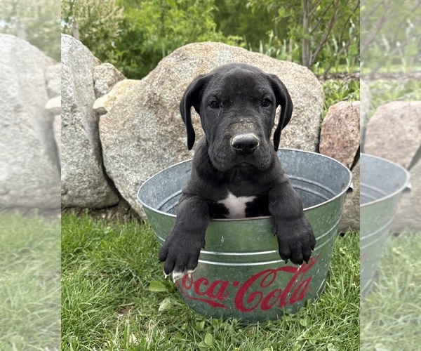 Medium Photo #3 Great Dane Puppy For Sale in MIDDLEBURY, IN, USA