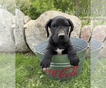 Small #2 Great Dane