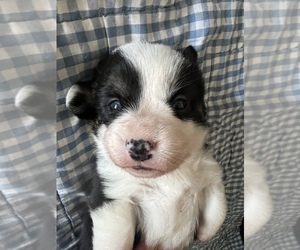 Pembroke Welsh Corgi Puppy for sale in RAMONA, OK, USA