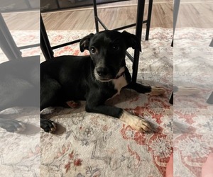 Mutt Dogs for adoption in Coralville, IA, USA