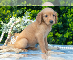 Small #2 Golden Retriever