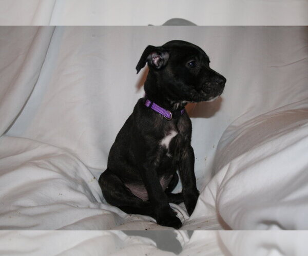Medium Photo #9 American Staffordshire Terrier-Unknown Mix Puppy For Sale in Holly Springs, NC, USA