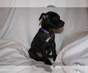 Summer - Brynns litter - Female American Staffordshire Terrier-Unknown Mix Dog for Adoption - Photo #9