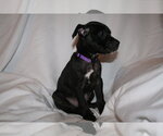 Small Photo #9 American Staffordshire Terrier-Unknown Mix Puppy For Sale in Holly Springs, NC, USA