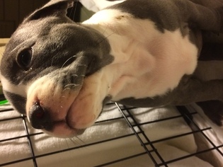 American Bully Puppy for sale in HAMMOND, IN, USA
