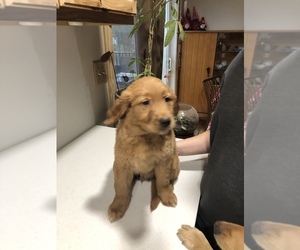 Golden Retriever Puppy for sale in NORTH WEBSTER, IN, USA