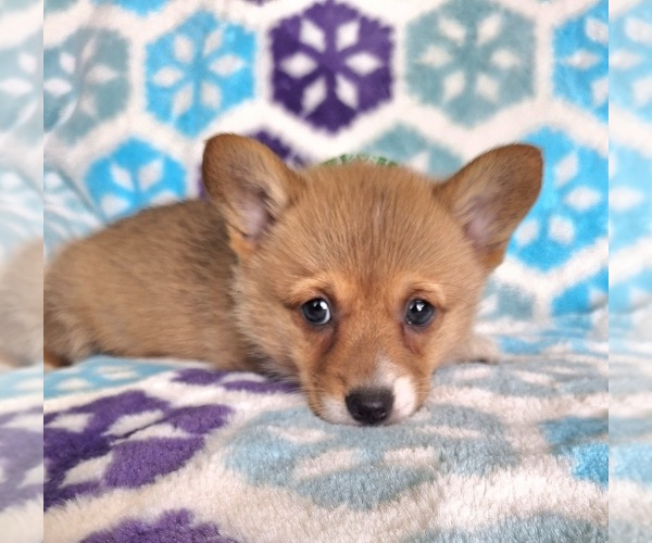 Medium Photo #2 Pembroke Welsh Corgi Puppy For Sale in ARROYO GRANDE, CA, USA
