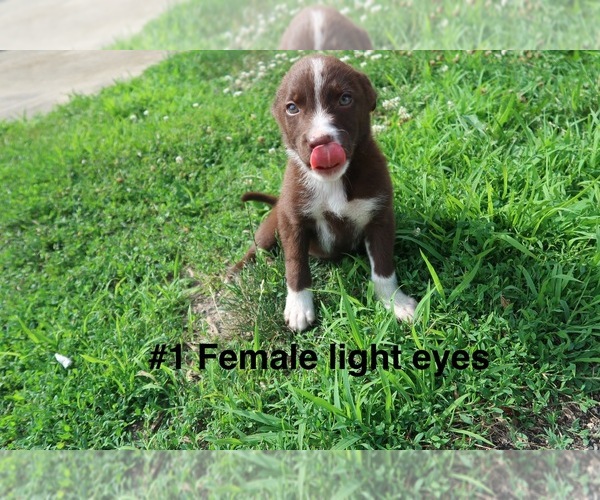 Medium Photo #1 Sheprador Puppy For Sale in ELGIN, IL, USA