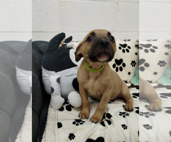 Medium Photo #2 Mutt Puppy For Sale in York, SC, USA