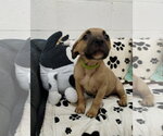 Small #1 Mutt