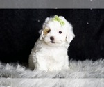 Small Photo #117 Maltipoo Puppy For Sale in WARSAW, IN, USA