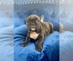 Small Photo #6 French Bulldog Puppy For Sale in SAINT LOUIS, MO, USA
