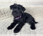 Small Photo #13 Schnauzer (Miniature) Puppy For Sale in HIGHLAND, CA, USA