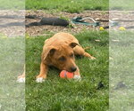 Small #2 Labrador Retriever Mix