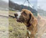 Small #4 Saint Bernard Mix