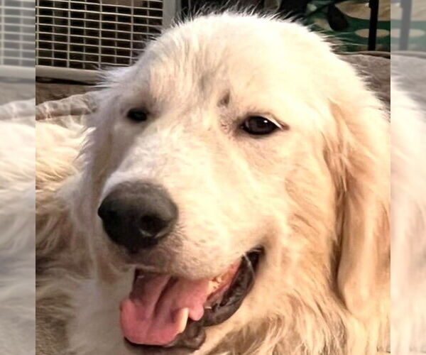 Medium Photo #2 Great Pyrenees Puppy For Sale in Dallas, TX, USA
