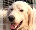 Small #1 Great Pyrenees