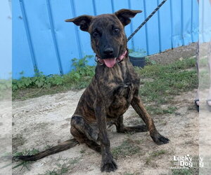 Sassy Doo - Female Mutt Dog for Adoption - Photo #2