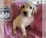 Puppy Puppy 3 Labradoodle