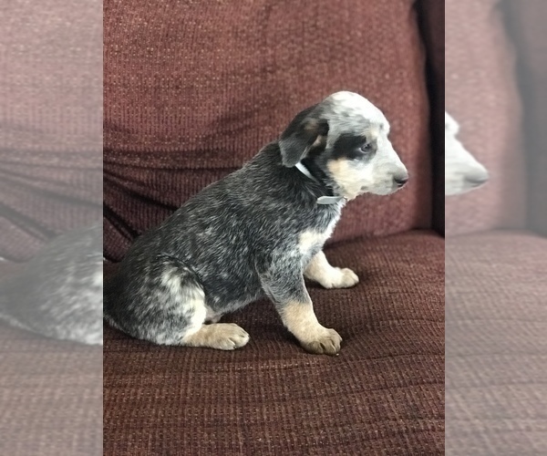 Medium Photo #3 Australian Cattle Dog Puppy For Sale in BOWLING GREEN, KY, USA