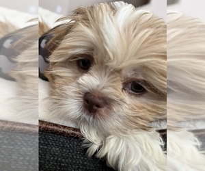 Shih Tzu Puppy for sale in COLUMBUS, OH, USA