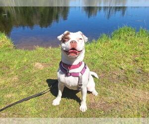 Pug-Unknown Mix Dogs for adoption in Gloversville, NY, USA