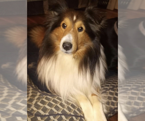 Father of the Shetland Sheepdog puppies born on 11/30/2022