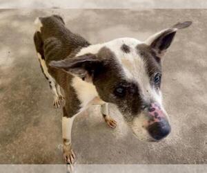 American Pit Bull Terrier-Unknown Mix Dogs for adoption in Tulsa, OK, USA