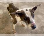 Small American Pit Bull Terrier Mix