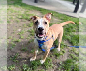 Black Mouth Cur-Labrador Retriever Mix Dogs for adoption in Boston, MA, USA