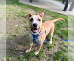 Small Black Mouth Cur-Labrador Retriever Mix