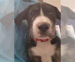Small Great Dane