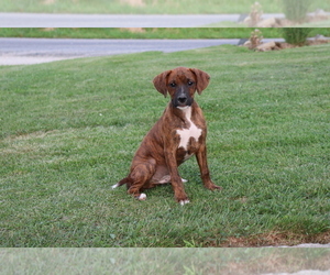 Cavalier sales boxer mix