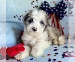 Small Photo #11 Aussie-Poo Puppy For Sale in BOUSE, AZ, USA