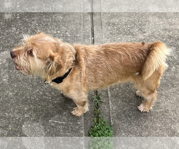 Medium Photo #3 Mutt Puppy For Sale in Decatur, GA, USA