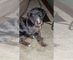 Small Photo #1 Catahoula Leopard Dog Puppy For Sale in NEW BERN, NC, USA