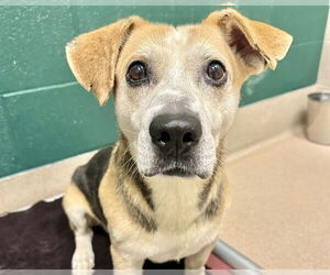 Bagle Hound Dogs for adoption in Raleigh, NC, USA