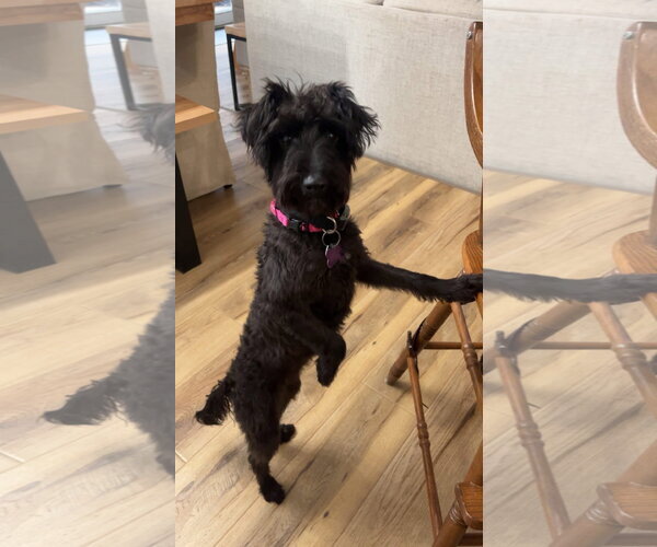 Medium Photo #1 Poodle (Standard)-Unknown Mix Puppy For Sale in New London, WI, USA