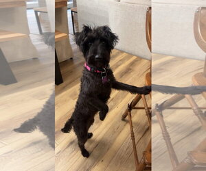 Poodle (Standard)-Unknown Mix Dogs for adoption in New London, WI, USA