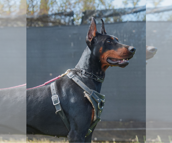 Medium Photo #35 Doberman Pinscher Puppy For Sale in FORT LAUDERDALE, FL, USA