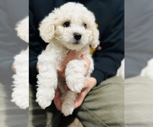 Bichon Frise Puppy for sale in VANCOUVER, WA, USA