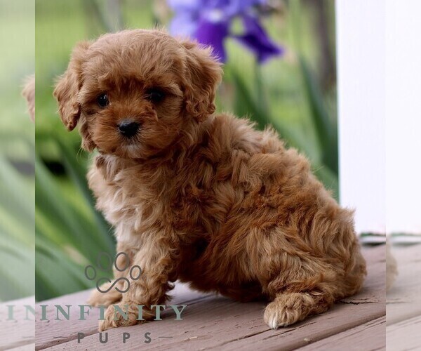 Medium Photo #3 Cavapoo (Miniature) Puppy For Sale in NEW HOLLAND, PA, USA