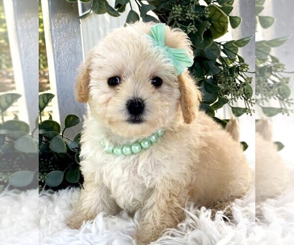 Medium Photo #11 Maltipoo Puppy For Sale in THONOTOSASSA, FL, USA