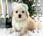 Small #10 Maltipoo