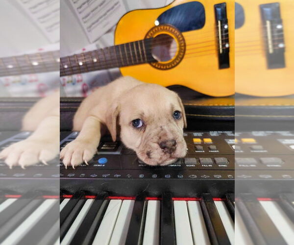 Medium Photo #6 American Pit Bull Terrier-Bulldog Mix Puppy For Sale in Raleigh, NC, USA