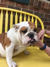 English Bulldogge Puppy for sale in LIMA, OH, USA