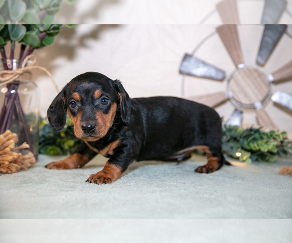 Medium Photo #7 Dachshund Puppy For Sale in NAPPANEE, IN, USA