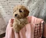 Small Photo #2 Goldendoodle (Miniature) Puppy For Sale in WASHINGTON, IN, USA