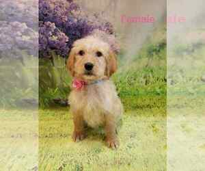 Labradoodle Puppy for sale in DYERSVILLE, IA, USA