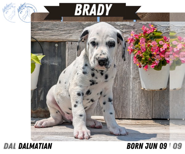 Medium Photo #68 Dalmatian Puppy For Sale in GOSHEN, IN, USA